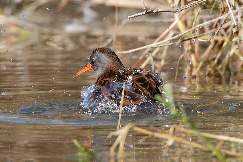 Porciglione, sequenza di predazione